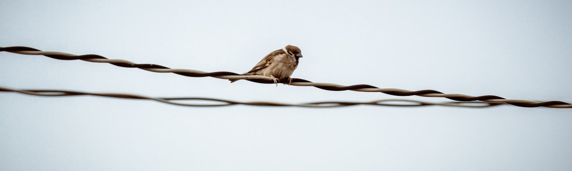 The Bird is on the Wire